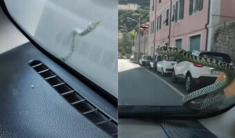 ドライブ中の車のワイパー部分から姿を見せたヘビ。どうやら風を切って進むのが気に入ったらしく、その動きはゴキゲンそうです【海外・動画】