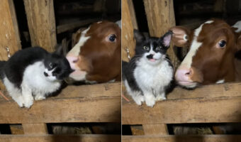 子牛が猫の耳をパクっ!?これは大変一大事!!と思ったら、猫的にはグルーミングのようでイイ感じらしいです【海外・動画】