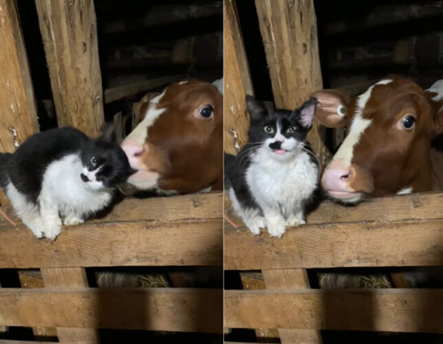 子牛が猫の耳をパクっ！？これは大変一大事！！と思ったら、猫的にはグルーミングのようでイイ感じらしいです【海外・動画】