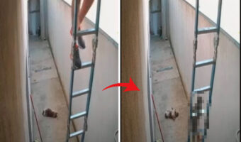 はしごを上っていく男性。その姿が気になるのか、後ろを付いていくようにはしごを進んでいく子がいますよ！？【海外・動画】