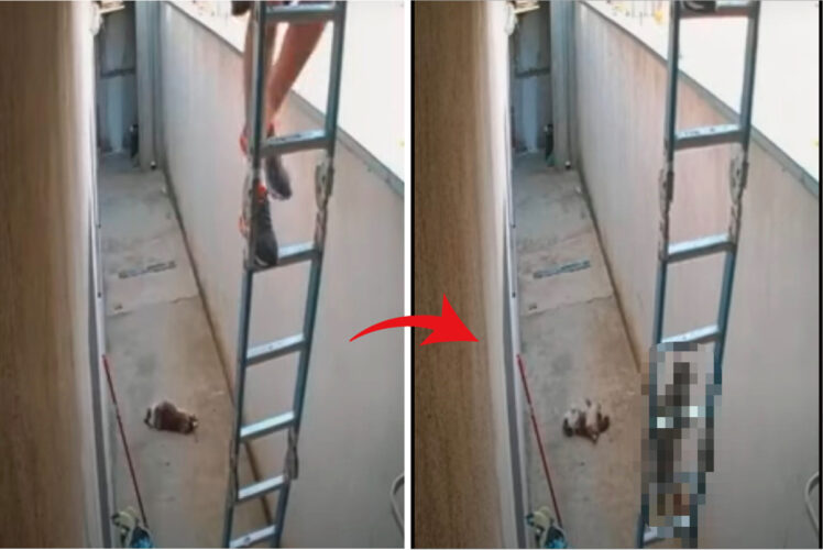 はしごを上っていく男性。その姿が気になるのか、後ろを付いていくようにはしごを進んでいく子がいますよ！？【海外・動画】