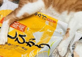 「そろそろ掃除機をかけようと思ってたから、ちょうどよかった」イタズラっ子だけど、お掃除の口実を作ってくれた！？愛猫が話題に！