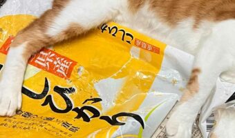 「そろそろ掃除機をかけようと思ってたから、ちょうどよかった」イタズラっ子だけど、お掃除の口実を作ってくれた!?愛猫が話題に!
