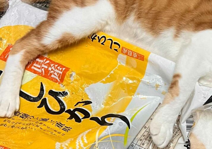 「そろそろ掃除機をかけようと思ってたから、ちょうどよかった」イタズラっ子だけど、お掃除の口実を作ってくれた！？愛猫が話題に！