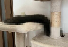 「さっきまではネコチャンだったんです！本当なんです！」猫は液体だから・・・なんてよく言われるけれど、予想以上に液体で驚いた！
