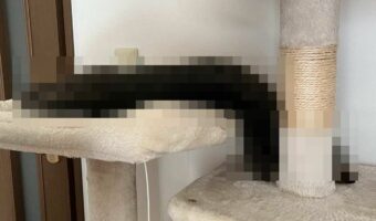 「さっきまではネコチャンだったんです!本当なんです!」猫は液体だから・・・なんてよく言われるけれど、予想以上に液体で驚いた!