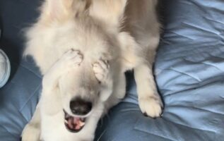 「新入りの猫が、本当に毎日面白いことをしてくれる」先住犬の目を隠している時の新入り猫の表情がヤバすぎる！