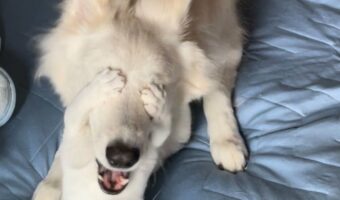 「新入りの猫が、本当に毎日面白いことをしてくれる」先住犬の目を隠している時の新入り猫の表情がヤバすぎる!