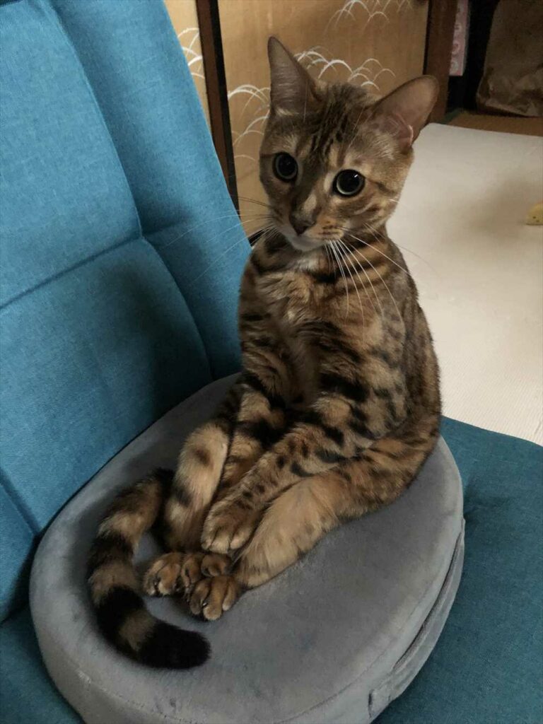 座椅子に斜め上の座り方をしていた猫。その姿に「慣れている感がすごい」「姿勢がよすぎる」と大評判!!