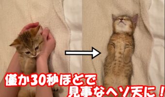 これぞヘソ天職人の職人技だ！一瞬にして子猫をかわいいヘソ天状態にしてしまう動画が凄い！