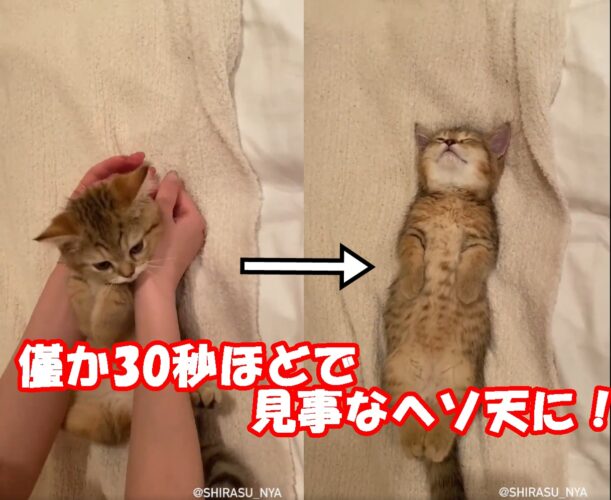 これぞヘソ天職人の職人技だ！一瞬にして子猫をかわいいヘソ天状態にしてしまう動画が凄い！