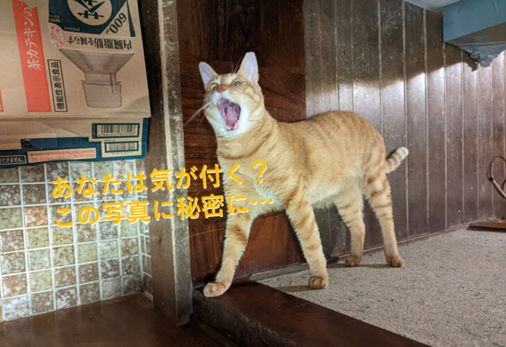 トリックアート？雄々しく立ってるようで実は床に寝転がってるだけの猫