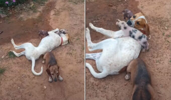 ちっちゃな子ブタたちは犬たちと遊びたい!!地面に寝転がって目線を合わせてくれている犬にわちゃわちゃしに行きます!【海外・動画】