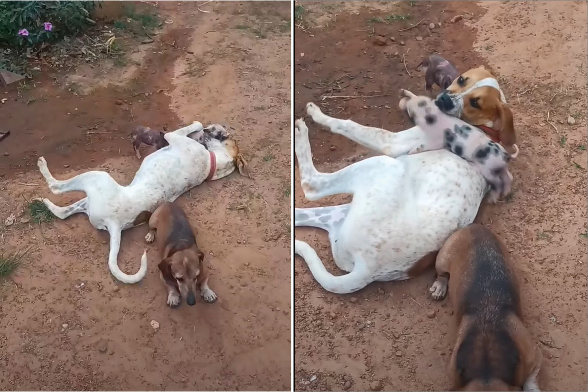 ちっちゃな子ブタたちは犬たちと遊びたい！！地面に寝転がって目線を合わせてくれている犬にわちゃわちゃしに行きます！【海外・動画】