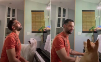 飼い主さんがピアノを弾こうとする度に犬たちが乱入してくる！スキンシップをとったり鍵盤の上を歩いたりで、ピアノを弾くどころじゃない！！