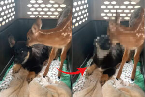 母親とはぐれた子鹿を救助！そこで子犬のクレートに入ってもらったのですが・・、子犬的にこの子鹿はお客さんではなく侵入者だったようです