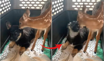 母親とはぐれた子鹿を救助!そこで子犬のクレートに入ってもらったのですが・・、子犬的にこの子鹿はお客さんではなく侵入者だったようです
