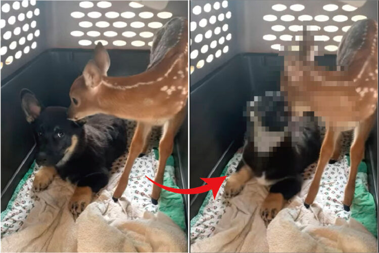 母親とはぐれた子鹿を救助！そこで子犬のクレートに入ってもらったのですが・・、子犬的にこの子鹿はお客さんではなく侵入者だったようです