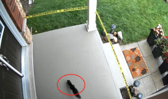 注意書きのテープもこの子には効果がなかった・・。玄関ポーチの再舗装を業者に頼んだら、乾く前にかわいい足跡を付けられてしまいました！！