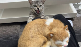 飼い主が知らない猫を撫でていたら...先住猫の行動がおもしろ可愛かった！