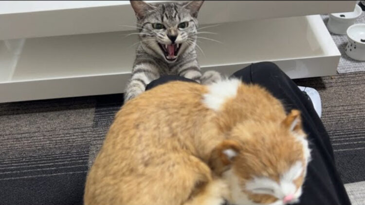 飼い主が知らない猫を撫でていたら...先住猫の行動がおもしろ可愛かった！