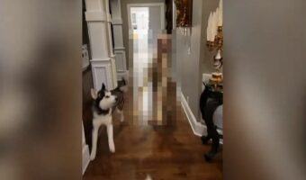 家の中を楽しげに走る『ある動物』。ハスキー犬と一緒に暮らしているその動物の正体は、砂漠に住むあの動物!!【海外・動画】