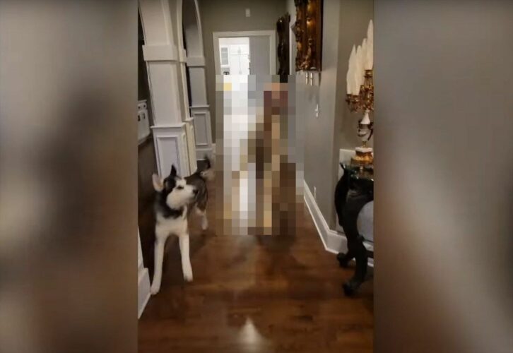 家の中を楽しげに走る『ある動物』。ハスキー犬と一緒に暮らしているその動物の正体は、砂漠に住むあの動物！！【海外・動画】