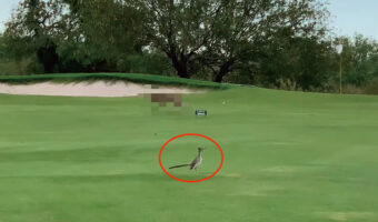 有名なカートゥーンアニメのワンシーンみたい！！ゴルフ場に佇むロードランナー。そこにやって来たのは『あの動物』でした！！【アメリカ・動画】