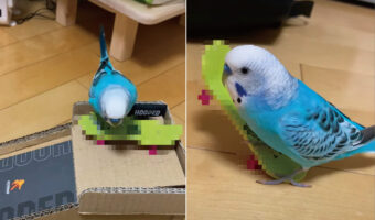 このインコがスゴい！！お家の中で『あるスポーツ』をして楽しんでいたのです！！【国内・動画】