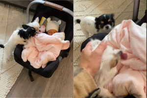 すやすやと眠っている赤ちゃんに挨拶しに来た子犬たち。早く一緒に遊べるようになるといいね〜【海外・動画】