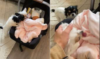 すやすやと眠っている赤ちゃんに挨拶しに来た子犬たち。早く一緒に遊べるようになるといいね〜【海外・動画】