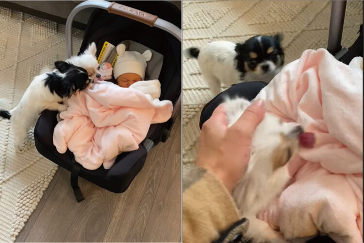 すやすやと眠っている赤ちゃんに挨拶しに来た子犬たち。早く一緒に遊べるようになるといいね〜【海外・動画】