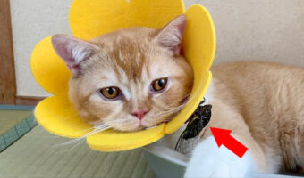 【色々凄い】ベランダからセミをつけて帰ってきた猫!匂いはするけど見当たらないので困惑