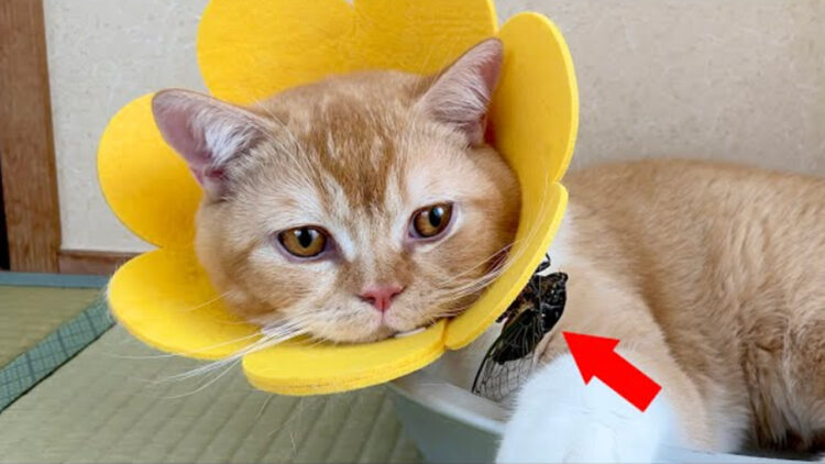 【色々凄い】ベランダからセミをつけて帰ってきた猫！匂いはするけど見当たらないので困惑