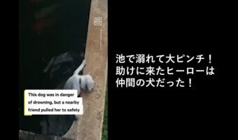 【監視カメラ映像】池から抜け出せず溺れそうな犬の救助に駆け付けたのは仲間の犬だった!タイのヒーロー犬