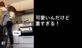 おんぶが大好きなラグドールの”オラン”背中に乗ってくるの可愛いのだけど、ちょっと君は大きすぎるよ!