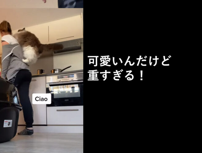 おんぶが大好きなラグドールの”オラン”背中に乗ってくるの可愛いのだけど、ちょっと君は大きすぎるよ！