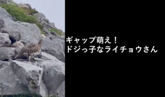 【貴重映像】滑って岩の間に消えてっちゃった！ドジっ子な特別天然記念物のライチョウさんが可愛い