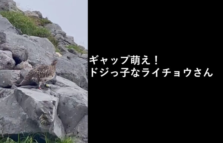 【貴重映像】滑って岩の間に消えてっちゃった！ドジっ子な特別天然記念物のライチョウさんが可愛い