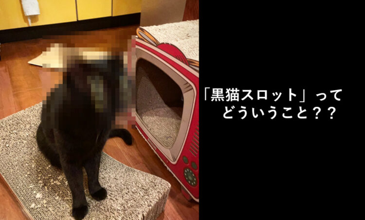 「黒猫スロット」画像で話題！顔ブレ写真がおもしろ可愛い