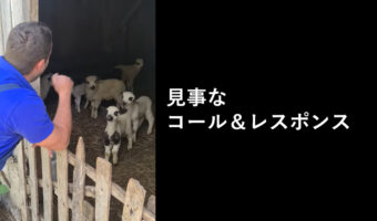 これやってみたい!男性「SAYメェ―」羊「メェー」のコール&レスポンス動画がクセになる!