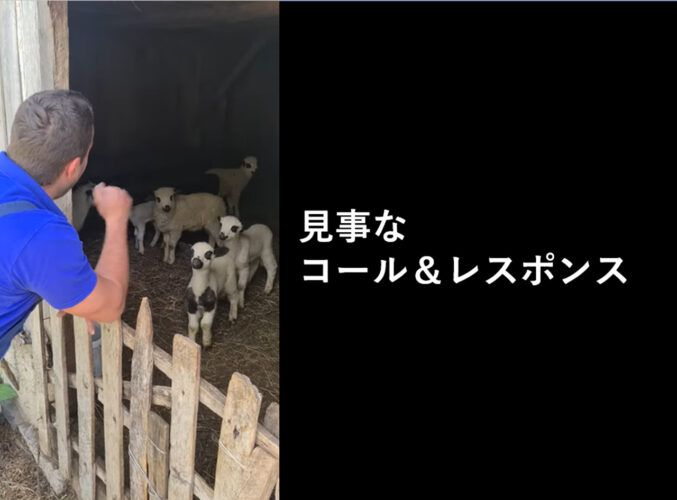 これやってみたい！男性「SAYメェ―」羊「メェー」のコール＆レスポンス動画がクセになる！