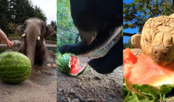【癒し】それぞれのやり方でスイカを満喫する動物たちの動画【オレゴン動物園・動画】