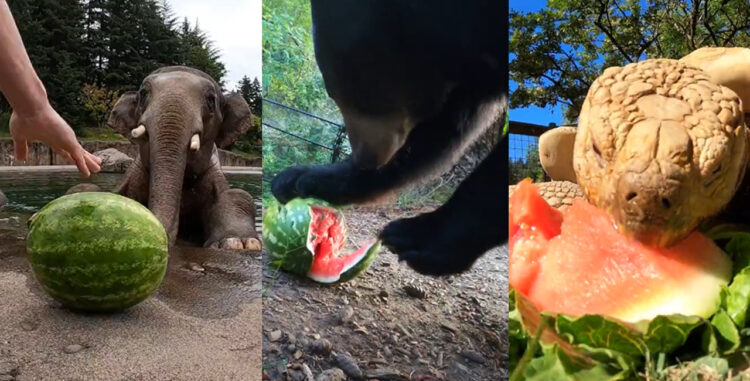 【癒し】それぞれのやり方でスイカを満喫する動物たちの動画【オレゴン動物園・動画】