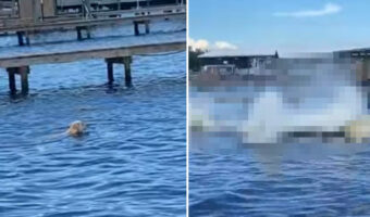 これには愛犬もビックリ!気持ちよさそうに泳いでいる愛犬、その水面下から『ある生き物』たちが飛び出してきました!!【アメリカ・動画】