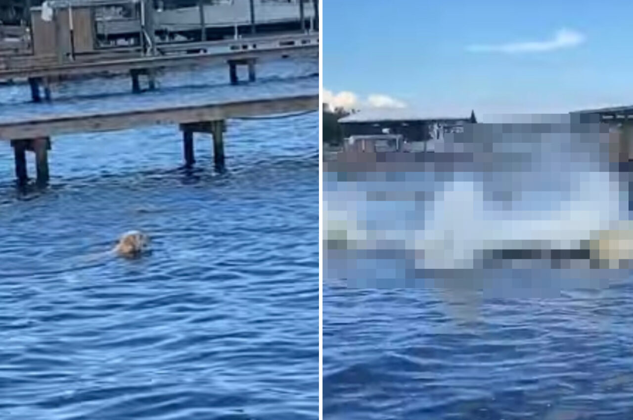 これには愛犬もビックリ！気持ちよさそうに泳いでいる愛犬、その水面下から『ある生き物』たちが飛び出してきました！！【アメリカ・動画】