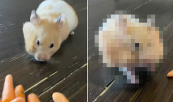 頬袋にベビーキャロットを詰め過ぎなハムスター。1本、2本・・とスゴい数を押し込んだから、体のシルエットが変わってるよ！？【アメリカ・動画】