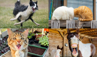 ペットのユーモラスな写真を競う「コメディペットフォトアワード2022」の結果発表！栄えある最優秀賞はなんと日本人が受賞！！