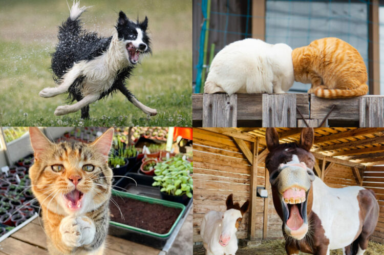 ペットのユーモラスな写真を競う「コメディペットフォトアワード2022」の結果発表！栄えある最優秀賞はなんと日本人が受賞！！