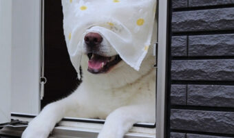 何故その目の前の邪魔な布を気にしない!?小さなことは気にしない秋田犬の写真がお茶目だと話題に!